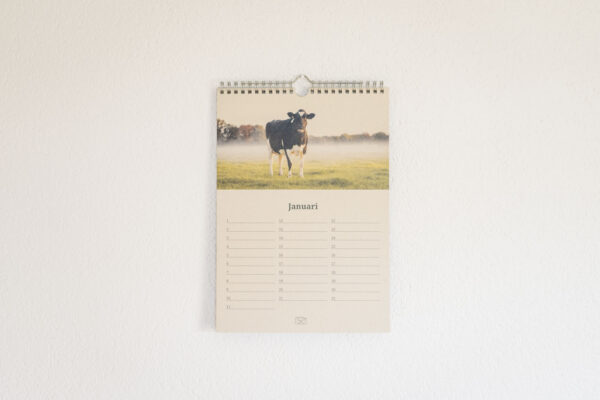 Kalender Achterhoek koeien